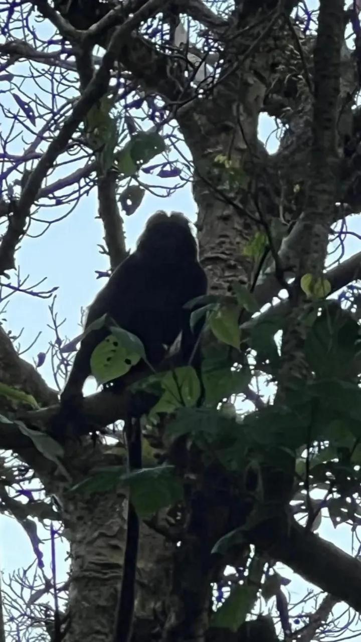 Banana Bungalows Tetebatu Kültér fotó
