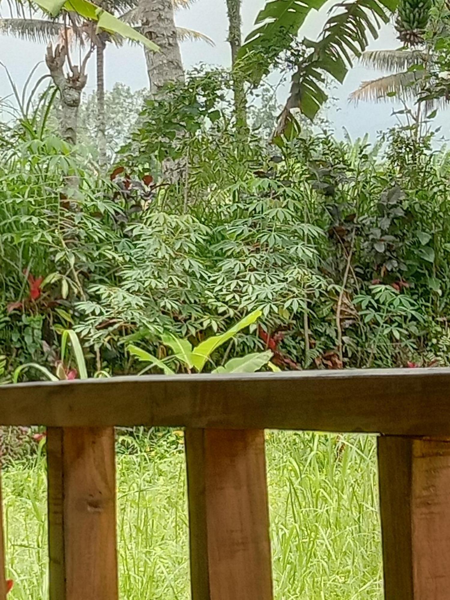 Banana Bungalows Tetebatu Szoba fotó