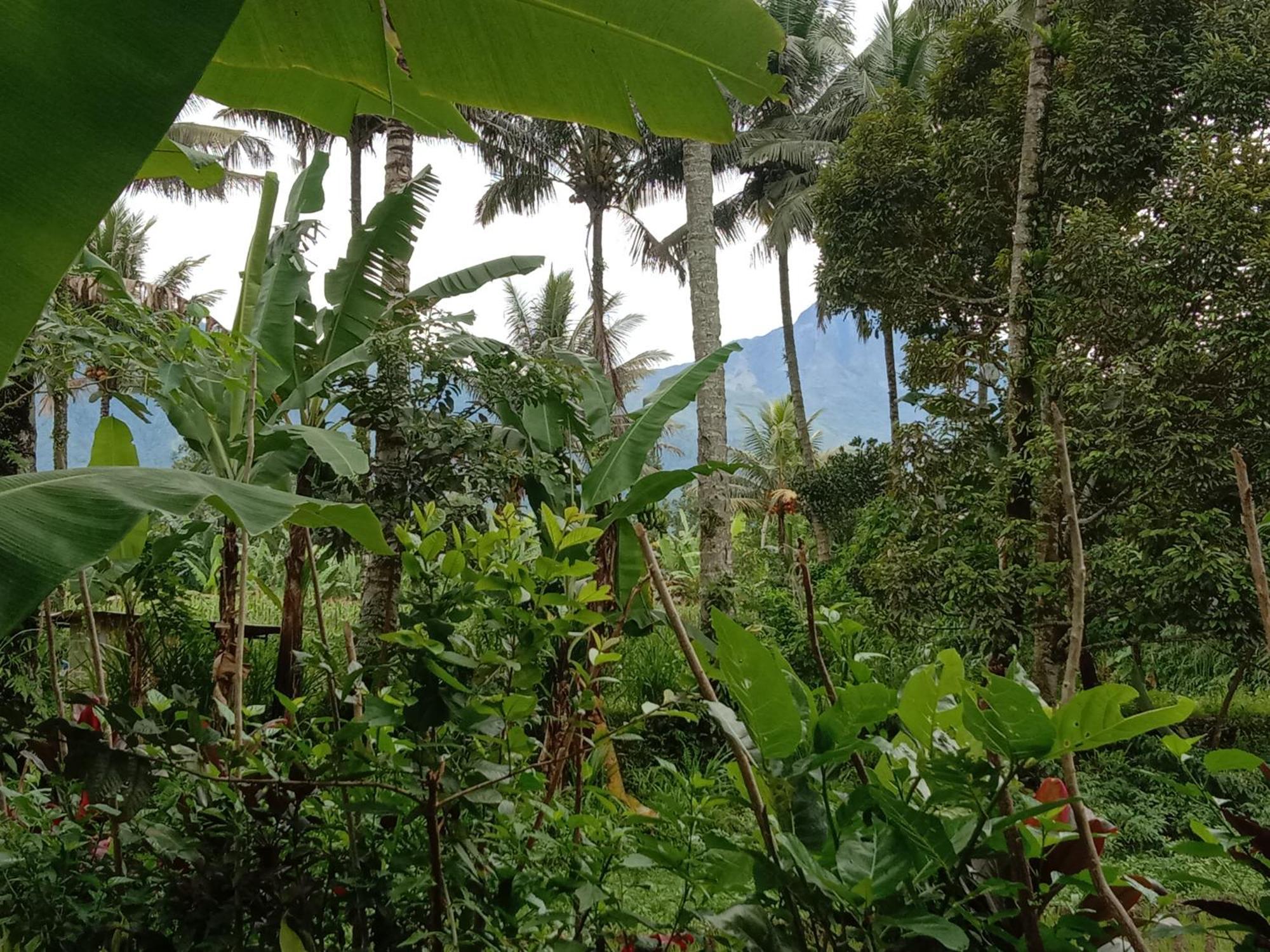 Banana Bungalows Tetebatu Szoba fotó